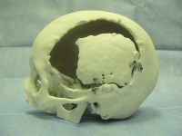 Трехмерная распечатанная модель черепа