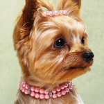 Пластические операции для животных становятся популярными