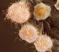 Стромальныеи клетки