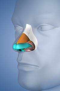 Моделирование носа перед ринопластикой