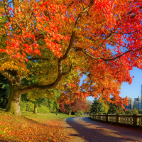 Пластические операции осенью